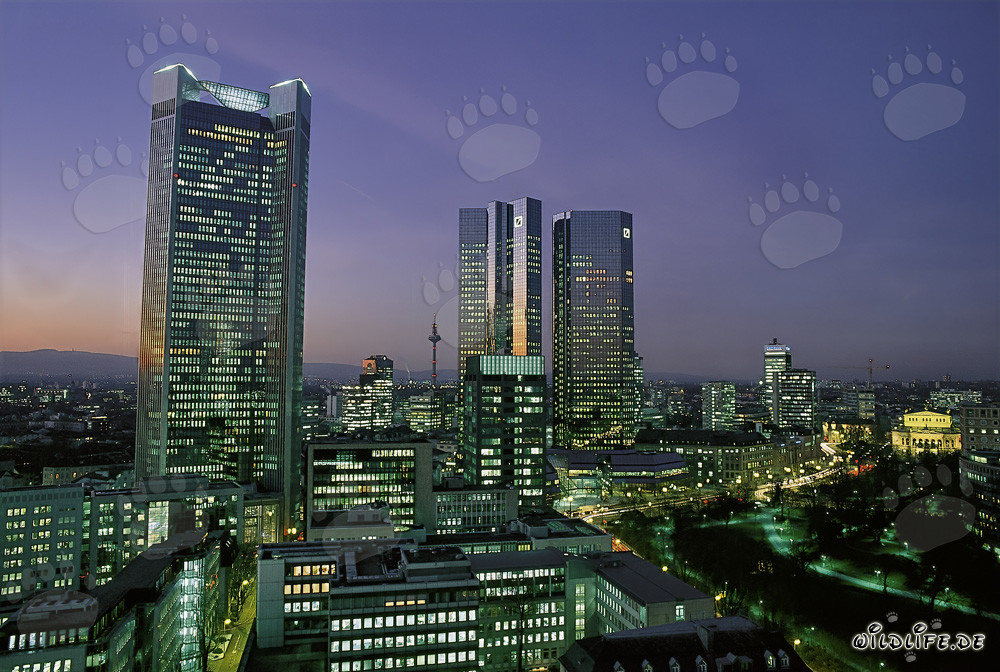 Impresionante skyline de Frankfurt de noche