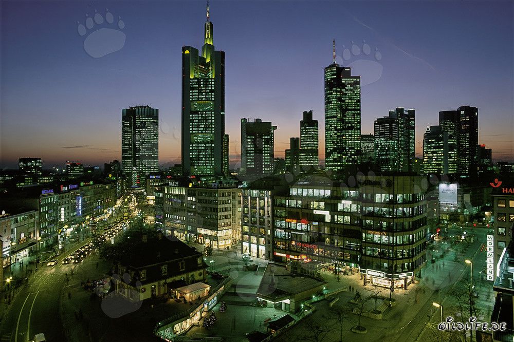 Frankfurt Skyline bei Nacht mit beeindruckenden Wolkenkratzern