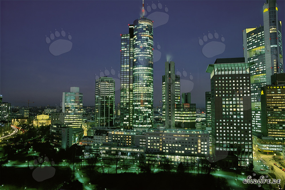Beeindruckende Skyline von Frankfurt bei Nacht