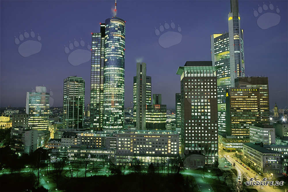 Fascinating Frankfurt Skyline at Night