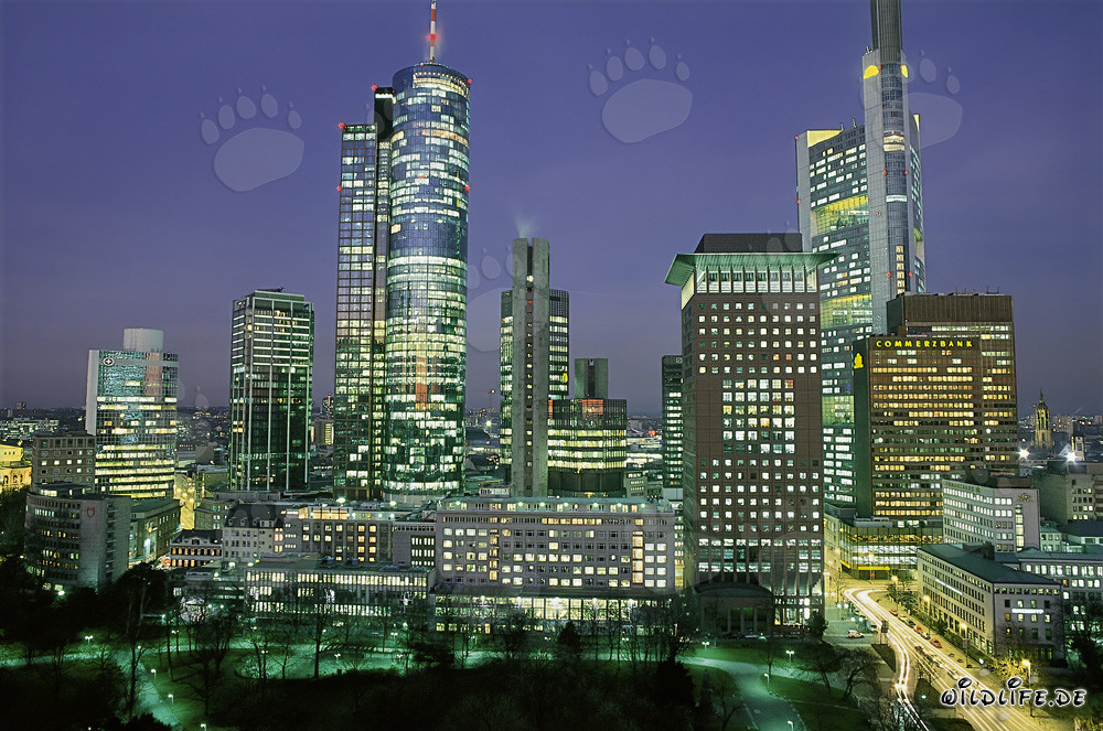 Beeindruckende Skyline von Frankfurt bei Nacht