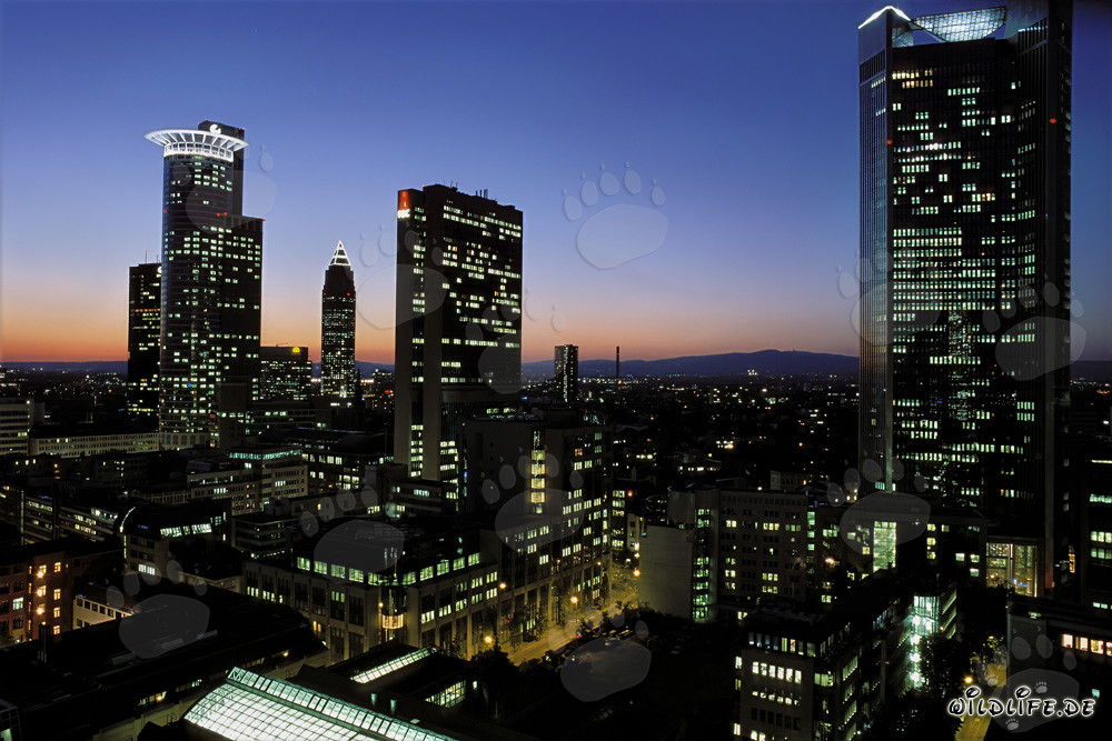 Faszinierende Skyline von Frankfurt bei Nacht