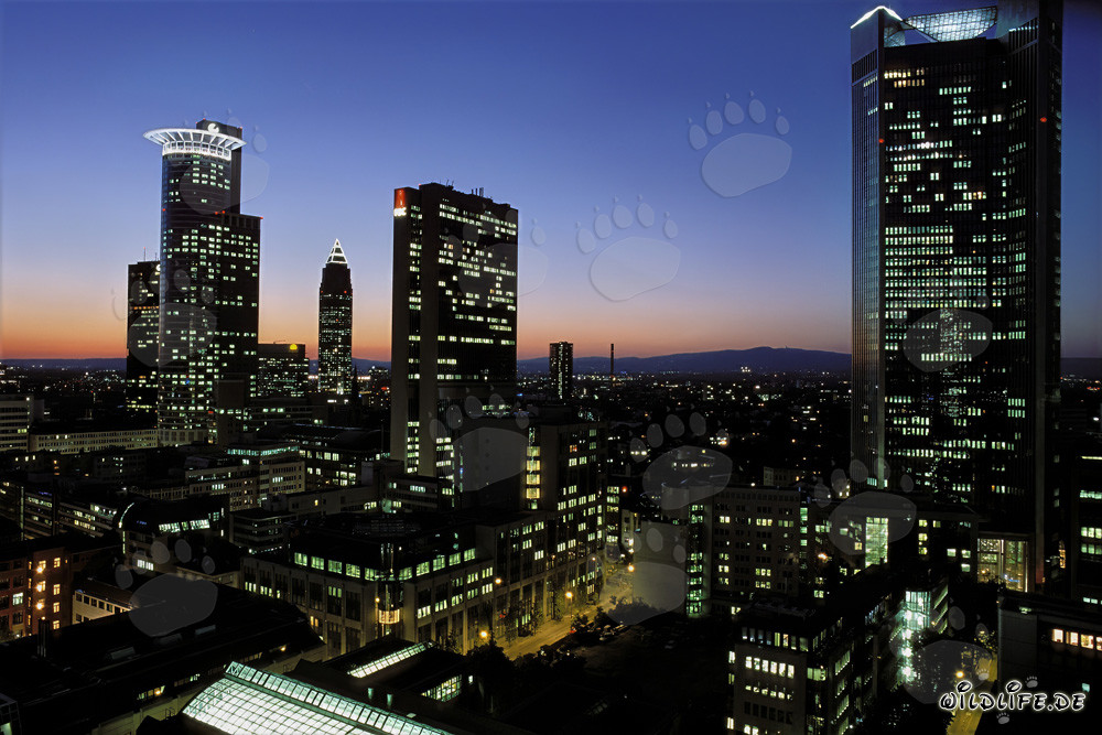 Fascinating skyline of Frankfurt at night