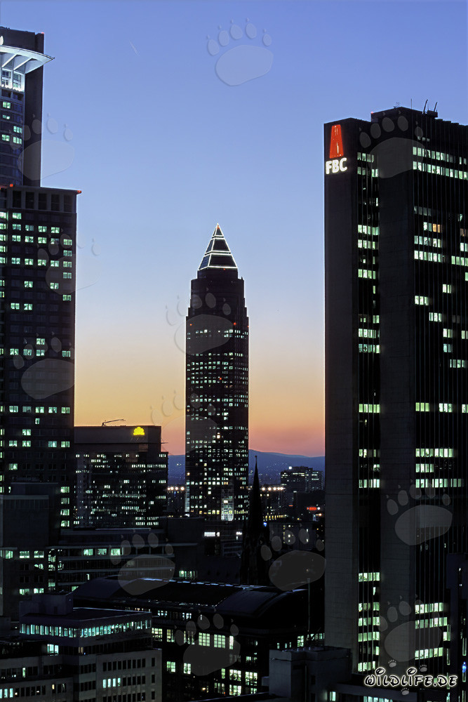 Fascinating Skyscrapers of Frankfurt at Night