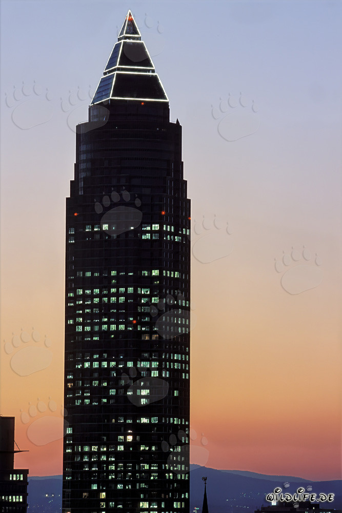 Beeindruckender Messeturm Frankfurt im warmen Abendlicht