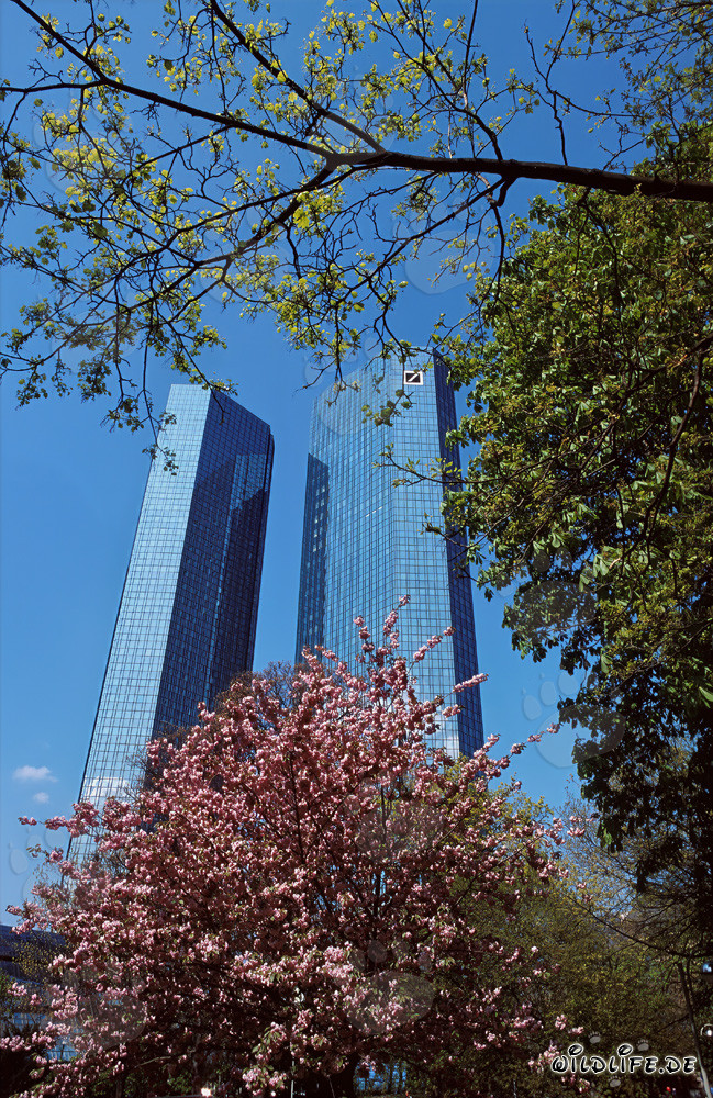 Deutsche Bank Headquarters Frankfurt - Symbol of the Banking City