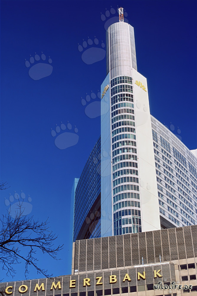 Imposante Commerzbank Frankfurt unter wolkenlosem Himmel