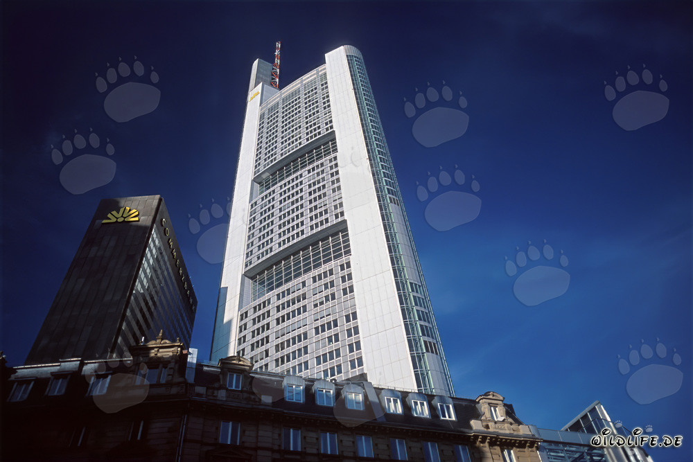 Imposantes Commerzbank-Hochhaus in Frankfurt am Main