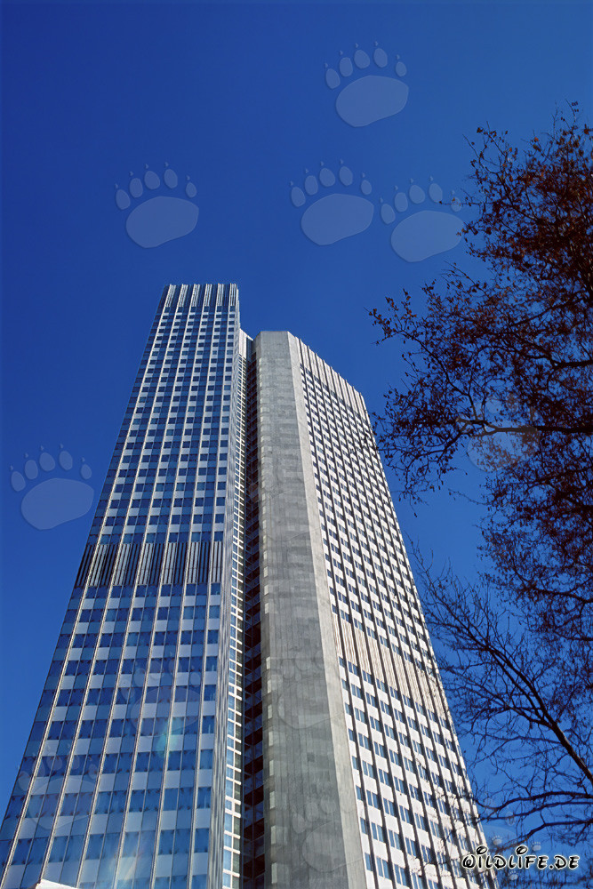 Banca Centrale Europea (BCE) - Eurotower a Francoforte sul Meno