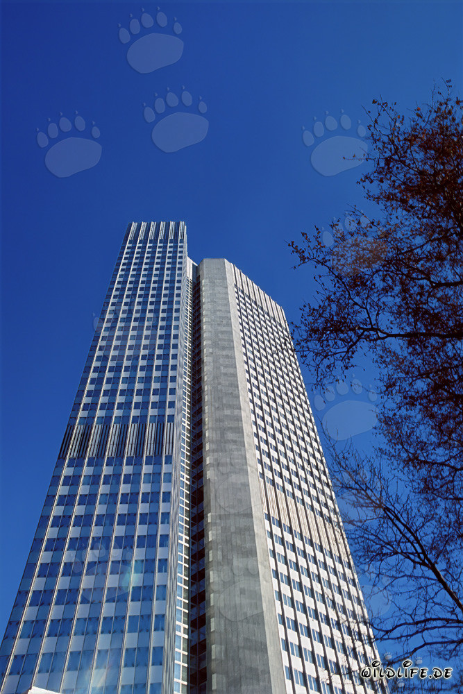 Europäische Zentralbank (EZB) - Eurotower in Frankfurt am Main