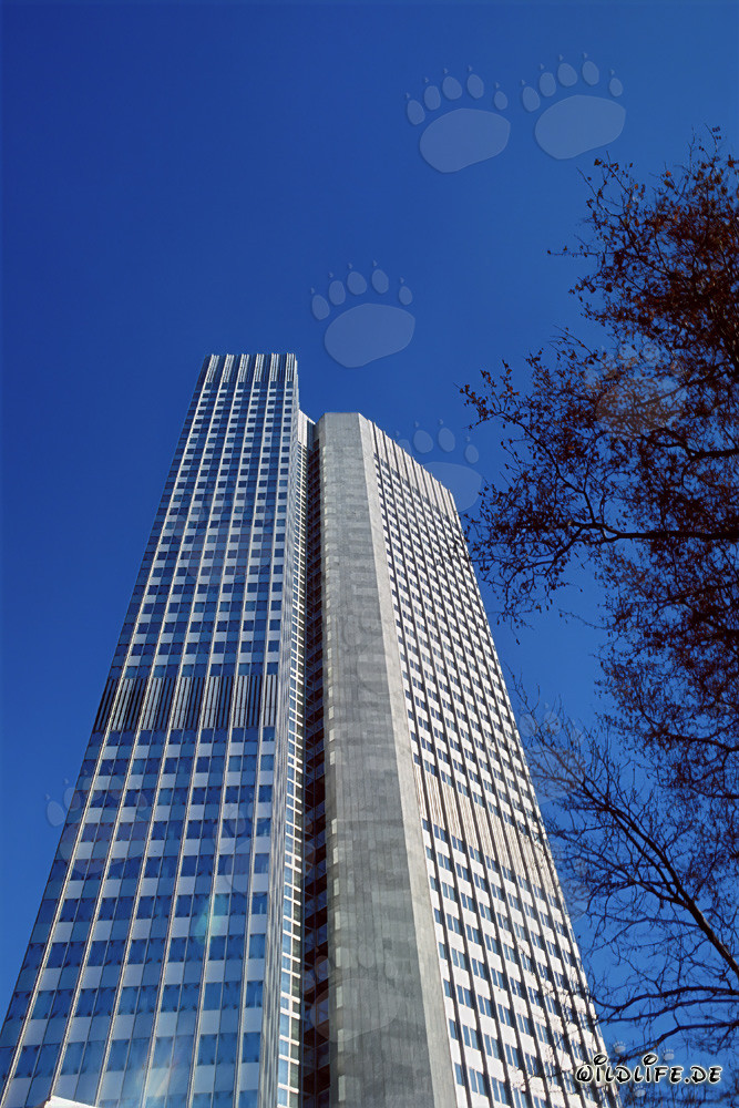 European Central Bank (ECB) - Eurotower in Frankfurt am Main