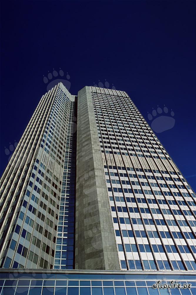 Banco Central Europeo (BCE) - Eurotower en Fráncfort del Meno