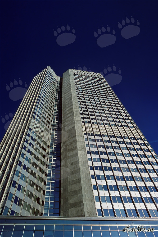 Europäische Zentralbank (EZB) - Eurotower in Frankfurt am Main