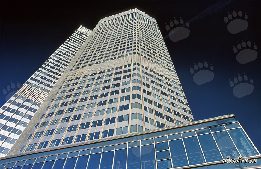 Impresionante rascacielos del Banco Central Europeo en un cielo azul brillante