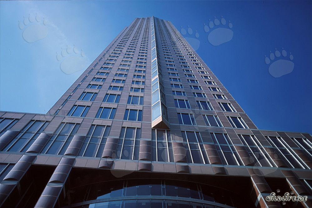 Fascinating Trade Fair Tower of Frankfurt against the radiant blue sky