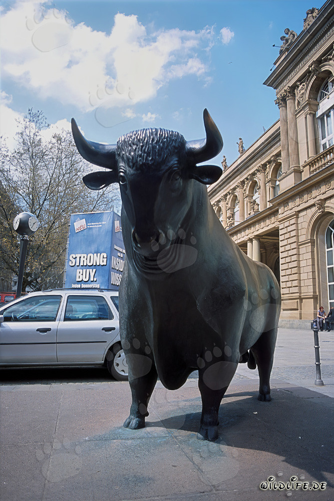 Toro frente a la Bolsa de Frankfurt - Símbolo de subidas y optimismo