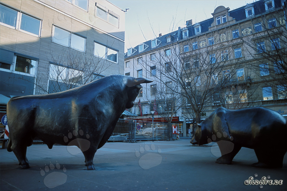 Bulle und Baer an der Boerse Frankfurt