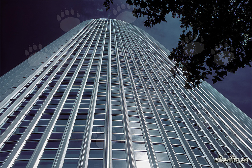 Elegante edificio de oficinas moderno Pollux en Frankfurt am Main al atardecer