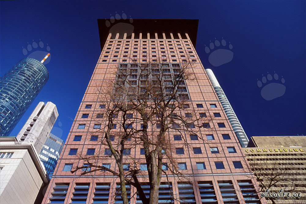 Faszinierendes Japan-Center in Frankfurt mit fernoestlichem Flair
