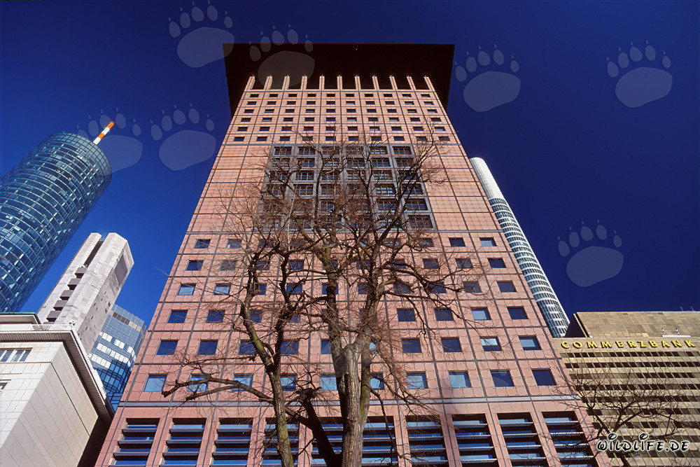 Centro japonés fascinante en Frankfurt con un ambiente extremo-oriental