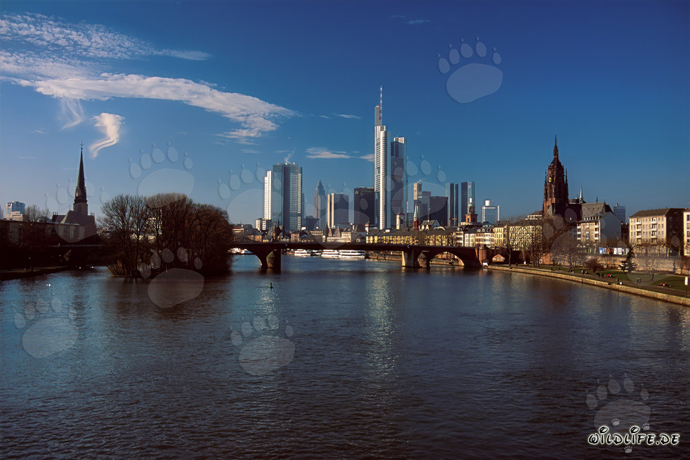 La majestueuse skyline de Francfort avec l'impressionnante tour Millenium