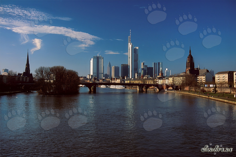 Frankfurt's impressive skyline featuring the iconic Millenium Tower