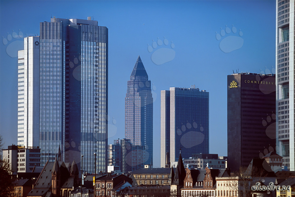 Frankfurt's Impressive Skyline at Sunset