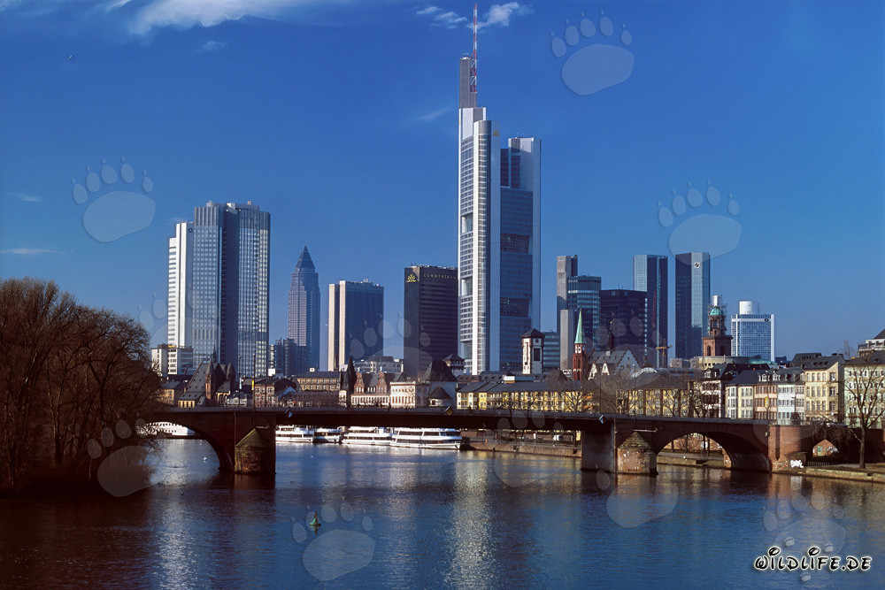 Die imposante Skyline von Frankfurt am Main