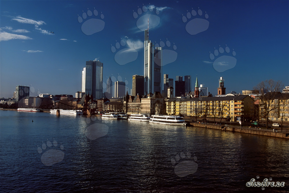 Impressive Skyline of Frankfurt with Skyscrapers