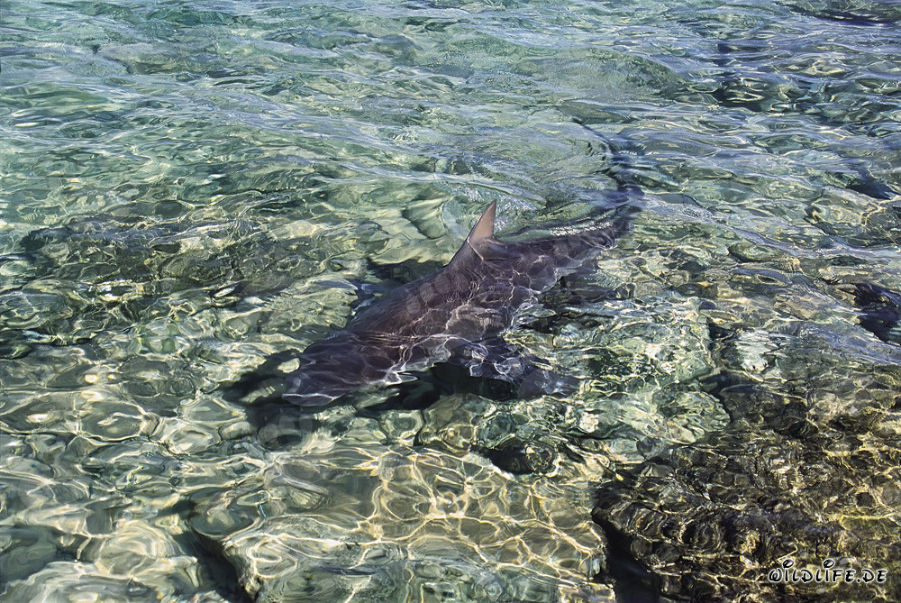 Bullenhai auf Nahrungssuche im seichten Wasser vor Walker´s Cay
