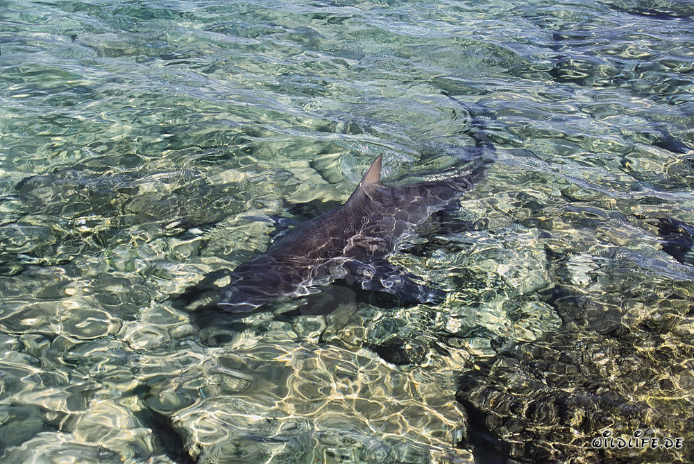 Requin bouledogue à la recherche de nourriture dans les eaux peu profondes devant Walker´s Cay