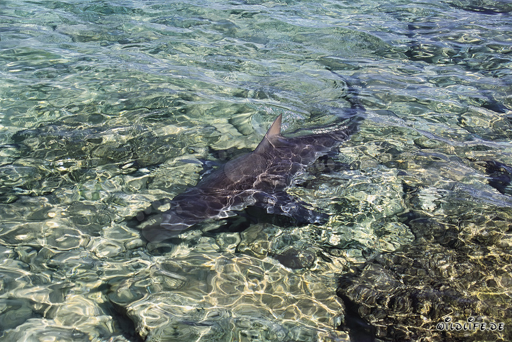 Tiburón toro en busca de alimento en aguas poco profundas frente a Walker´s Cay