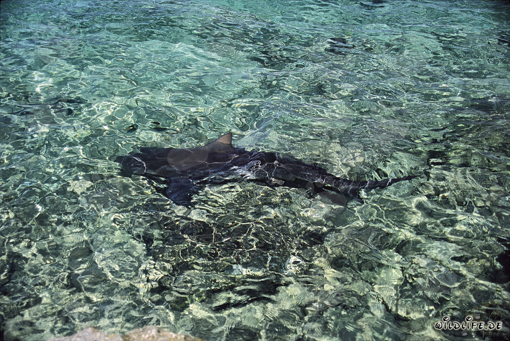 Bull Shark foraging near a beach in Walker´s Cay, Bahamas