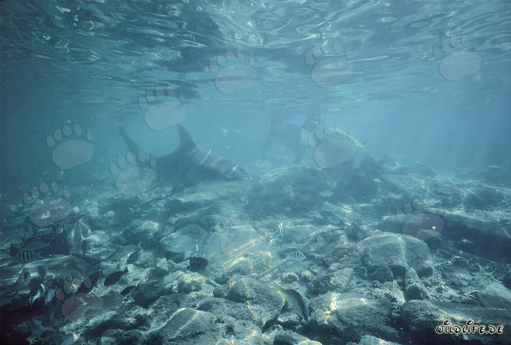 Fascinating Encounter: Bull Shark and Divers in Shallow Water