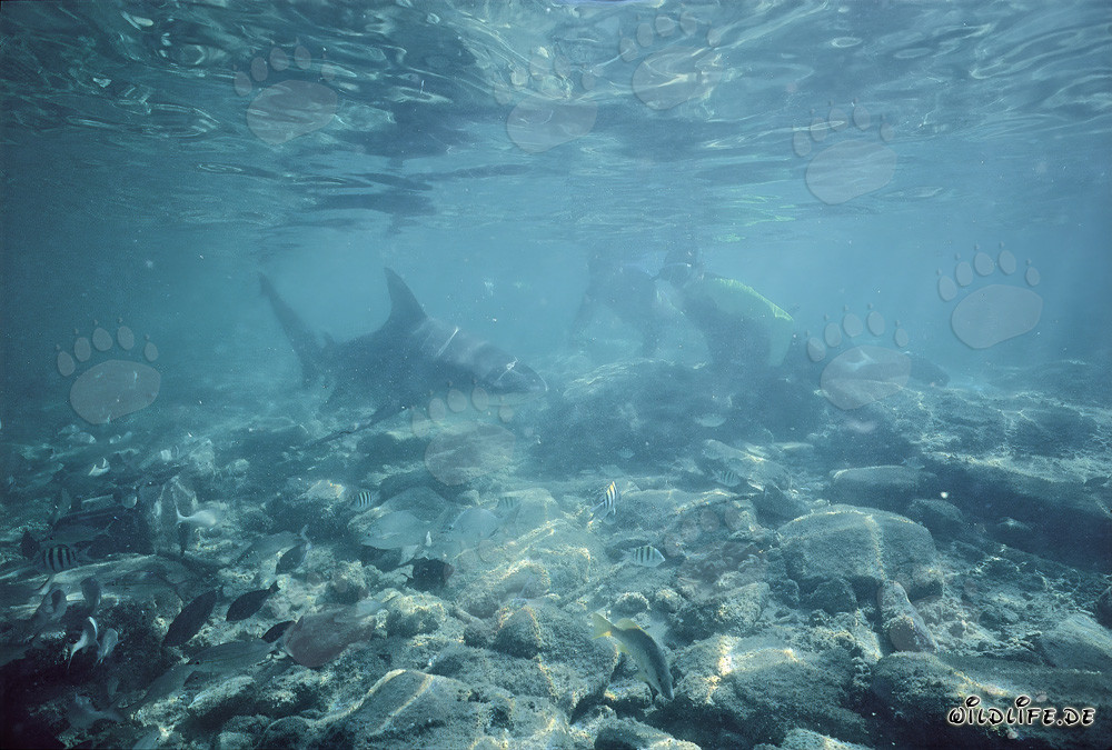Rencontre fascinante : requin bouledogue et plongeurs en eaux peu profondes