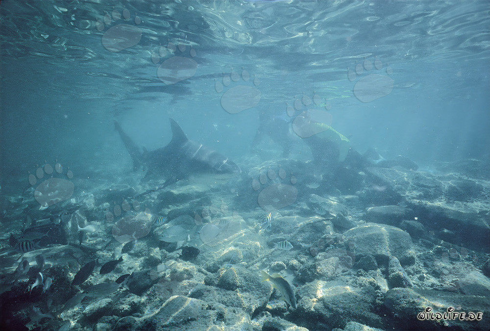 Encuentro fascinante: tiburón toro y buzos en aguas poco profundas