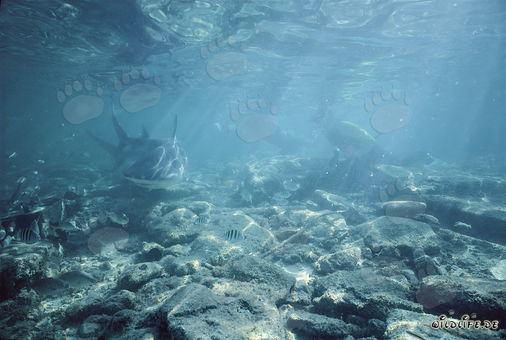Bull Shark searching for prey in shallow troubled water off Walker´s Cay, Bahamas