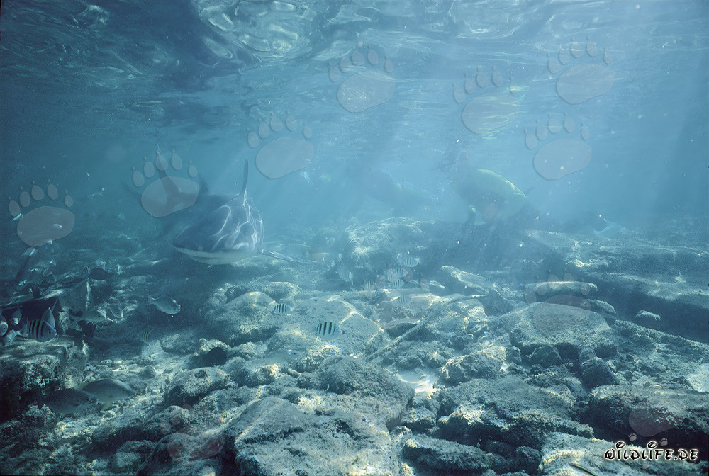 Bullenhai auf Nahrungssuche im aufgewühlten Flachwasser vor Walker´s Cay, Bahamas