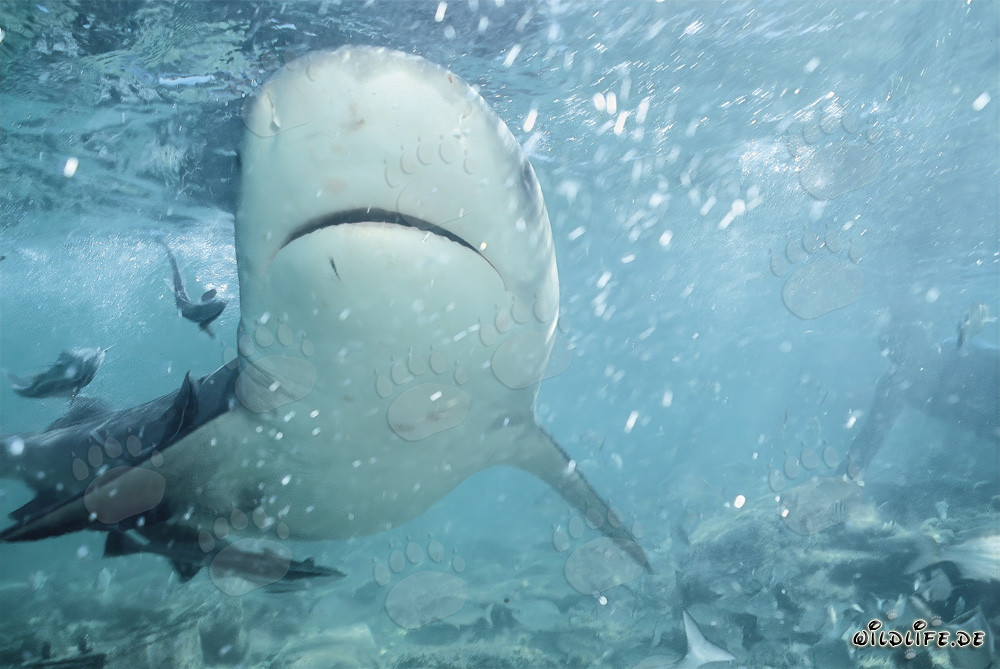Sous-page fascinante d'un requin taureau