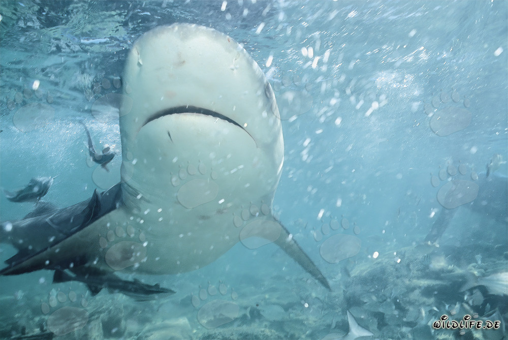 Affascinante sottomarino di uno squalo toro