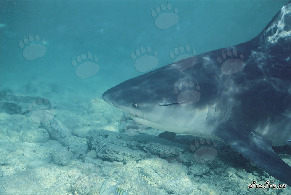 Bull Shark side portrait