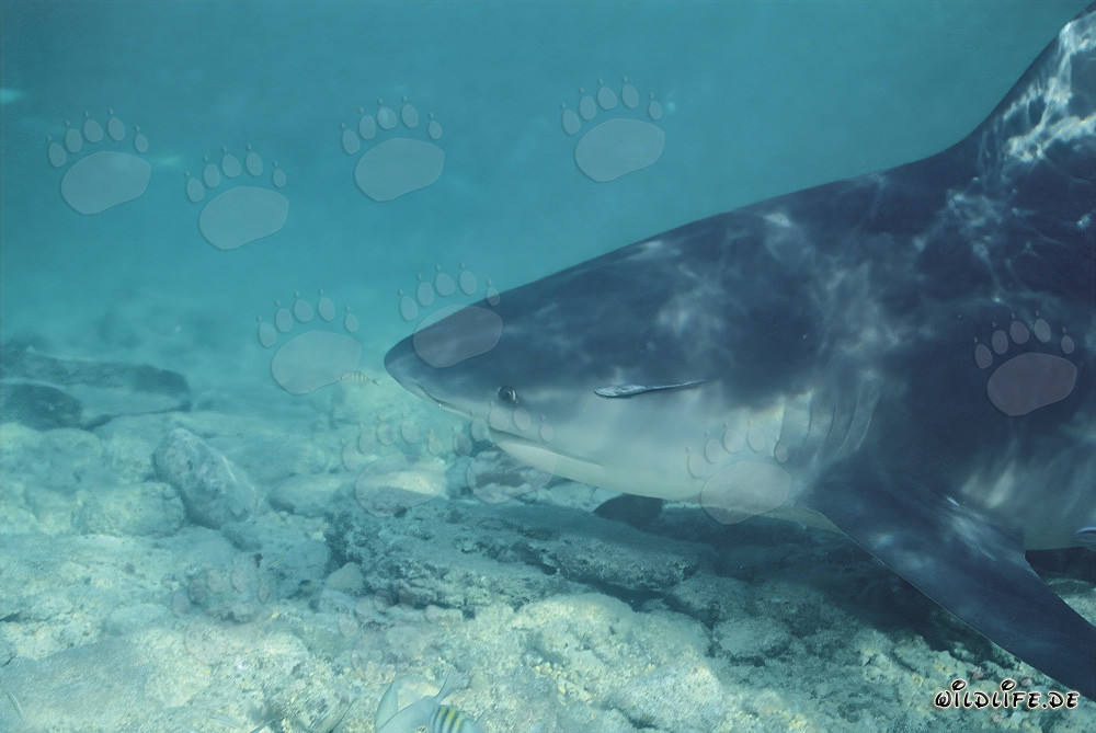 Portrait latéral du requin taureau