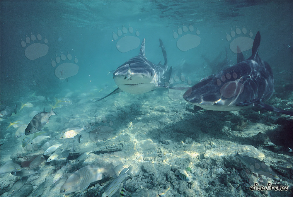 Bull Shark on patrol off the Shark Beach
