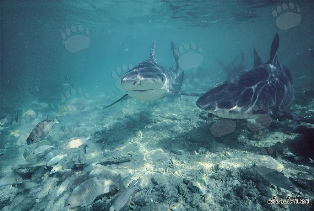 Patrouille de requins taureaux devant la plage aux requins