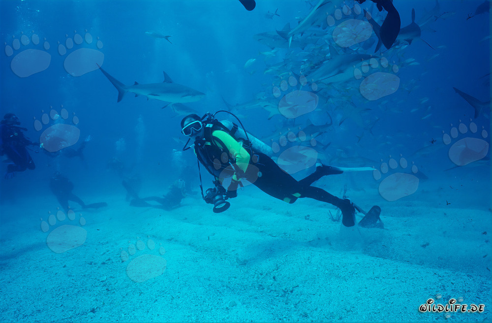 Caribbean Shark Rodeo - Fascinating Encounter with Reef Sharks and Blacktip Sharks