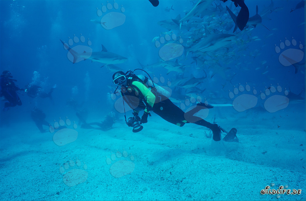 Rodeo de tiburones del Caribe - Encuentro fascinante con tiburones de arrecife y tiburones punta negra