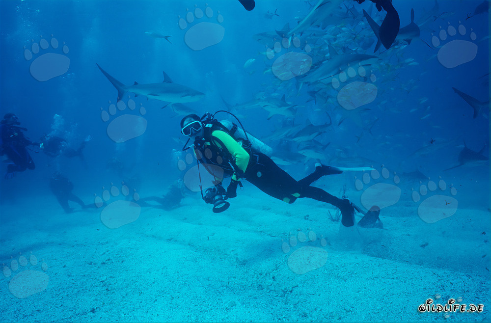 Rodeo di squali dei Caraibi - Incontro affascinante con squali di barriera e squali punta nera