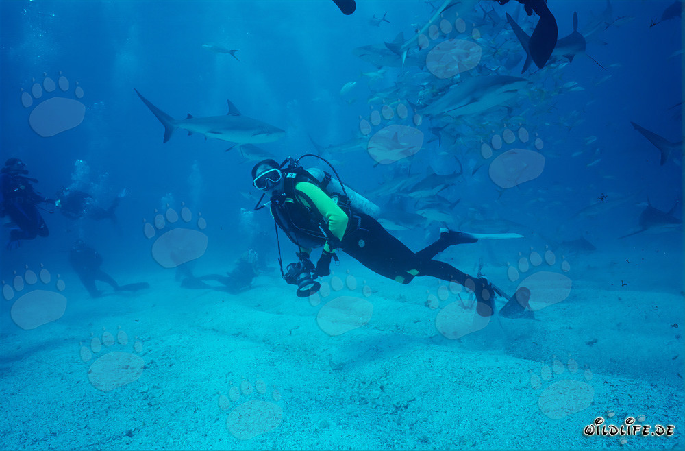 Rodéo de requins des Caraïbes - Rencontre fascinante avec les requins de récif et les requins à pointe noire