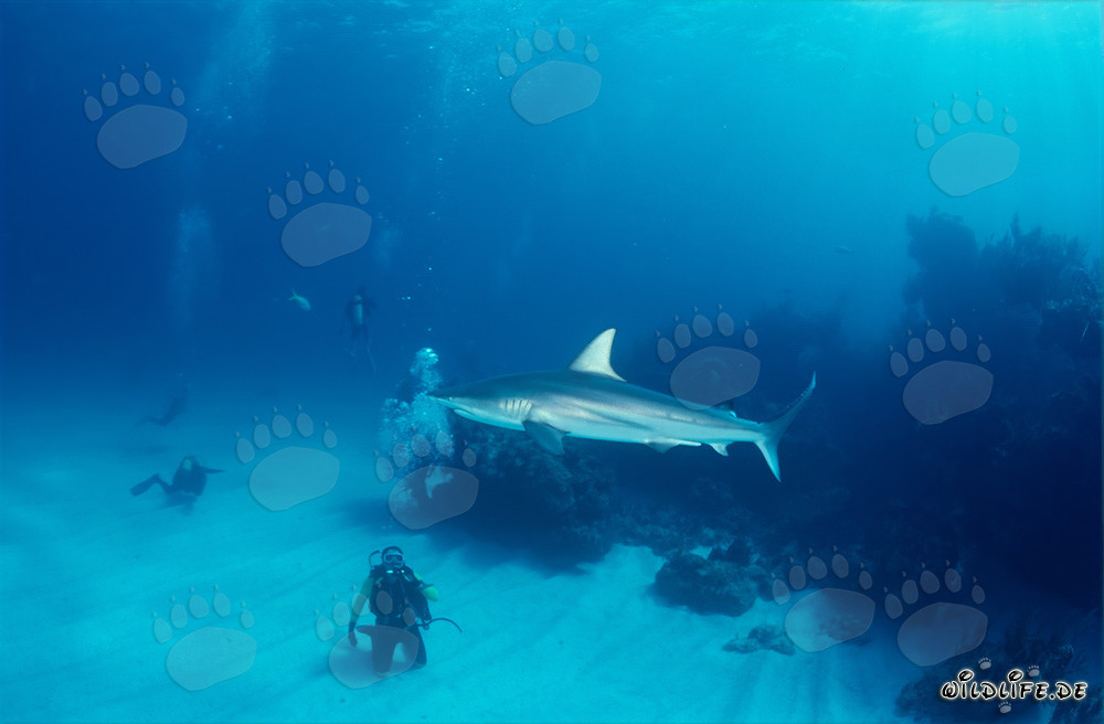 Fascinating blacktip shark in front of diver in the Bahamas