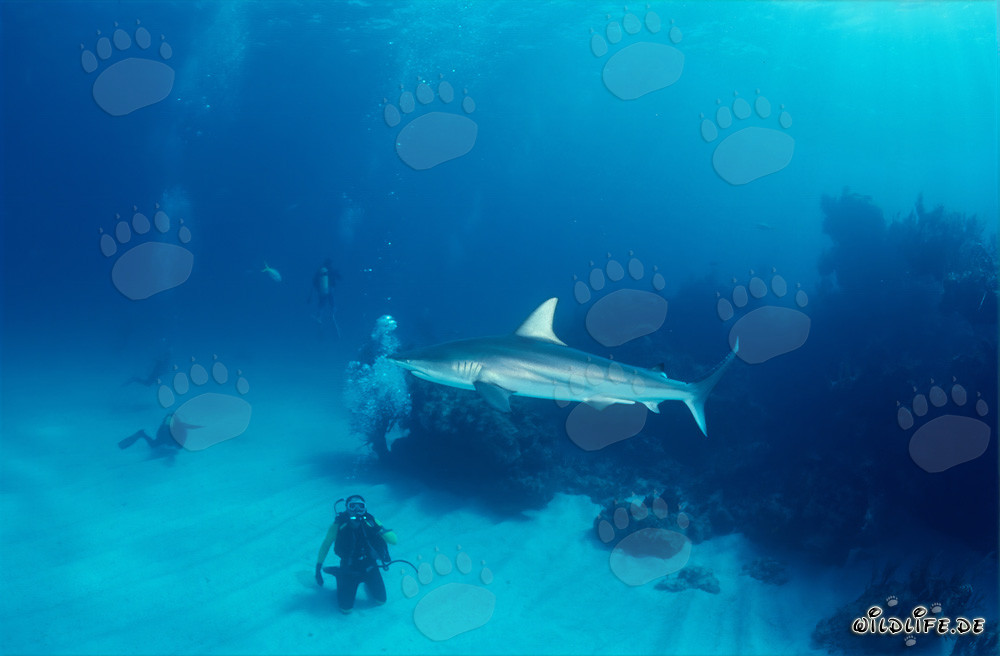 Requin à pointes noires fascinant devant un plongeur aux Bahamas